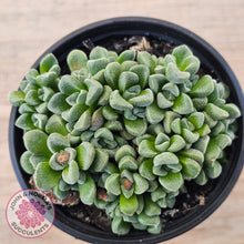 Load image into Gallery viewer, Crassula Fernwood