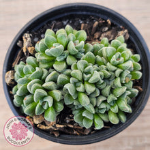 Load image into Gallery viewer, Crassula Fernwood