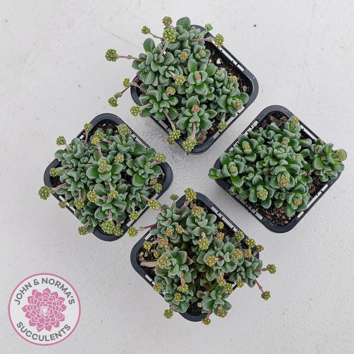 Crassula Fernwood