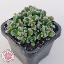 Load image into Gallery viewer, Crassula Fernwood
