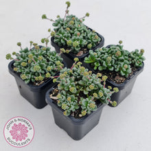 Load image into Gallery viewer, Crassula Fernwood