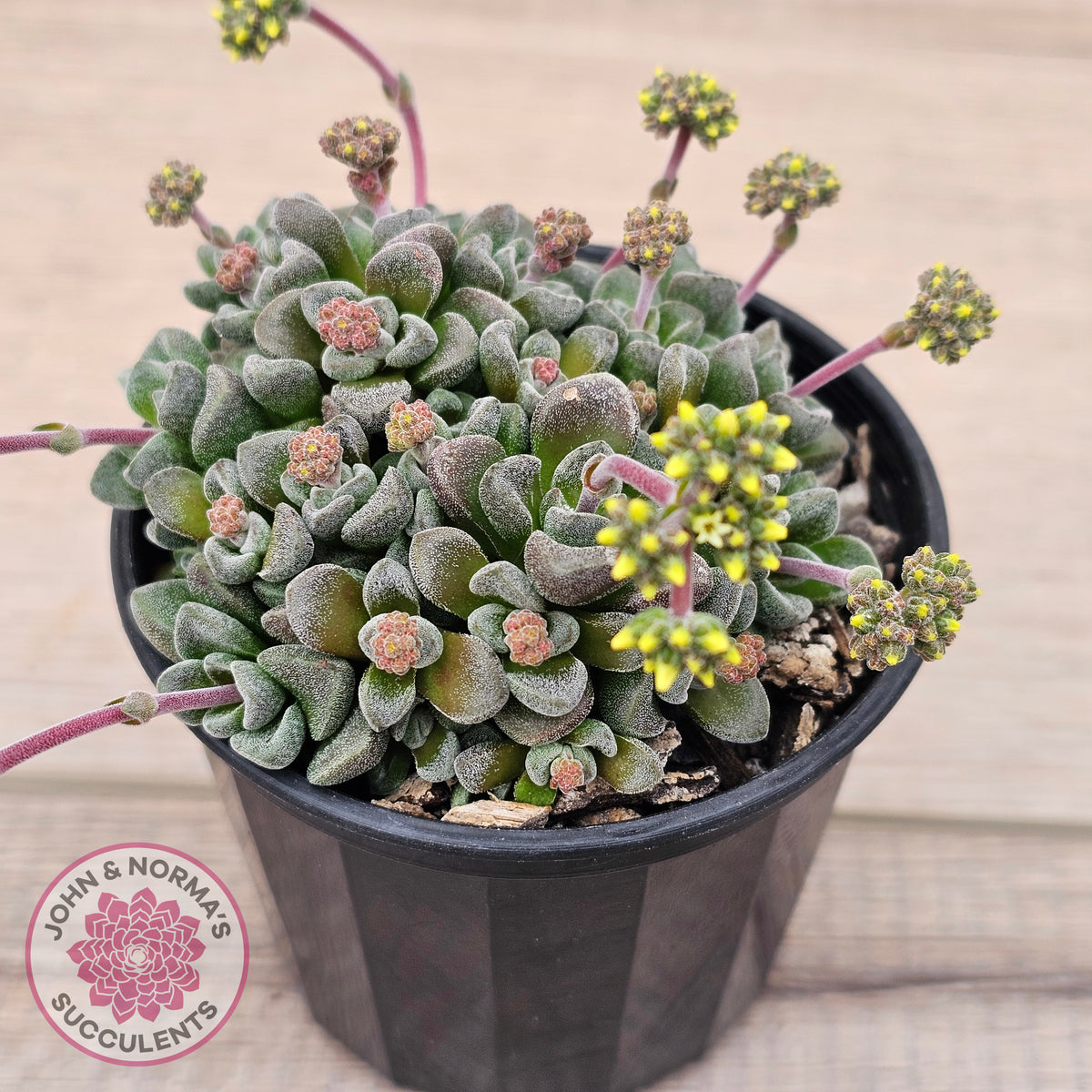 Crassula Fernwood