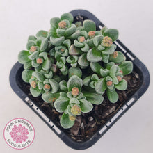 Load image into Gallery viewer, Crassula Fernwood