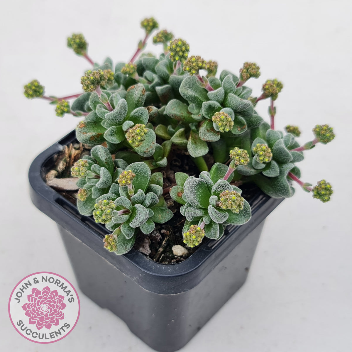 Crassula Fernwood