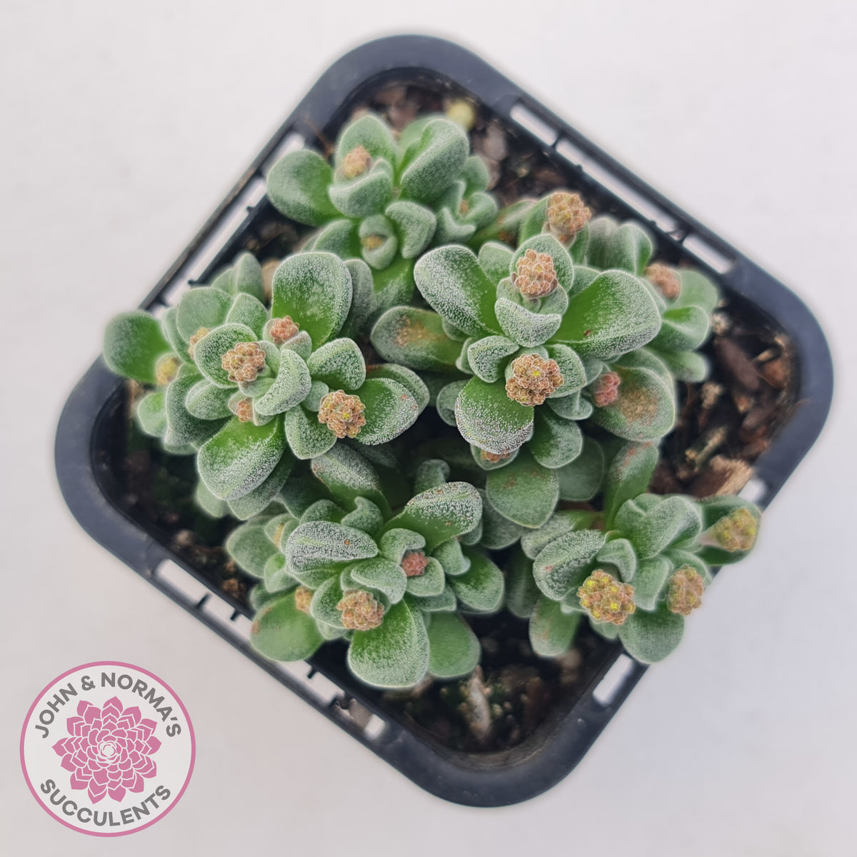Crassula Fernwood