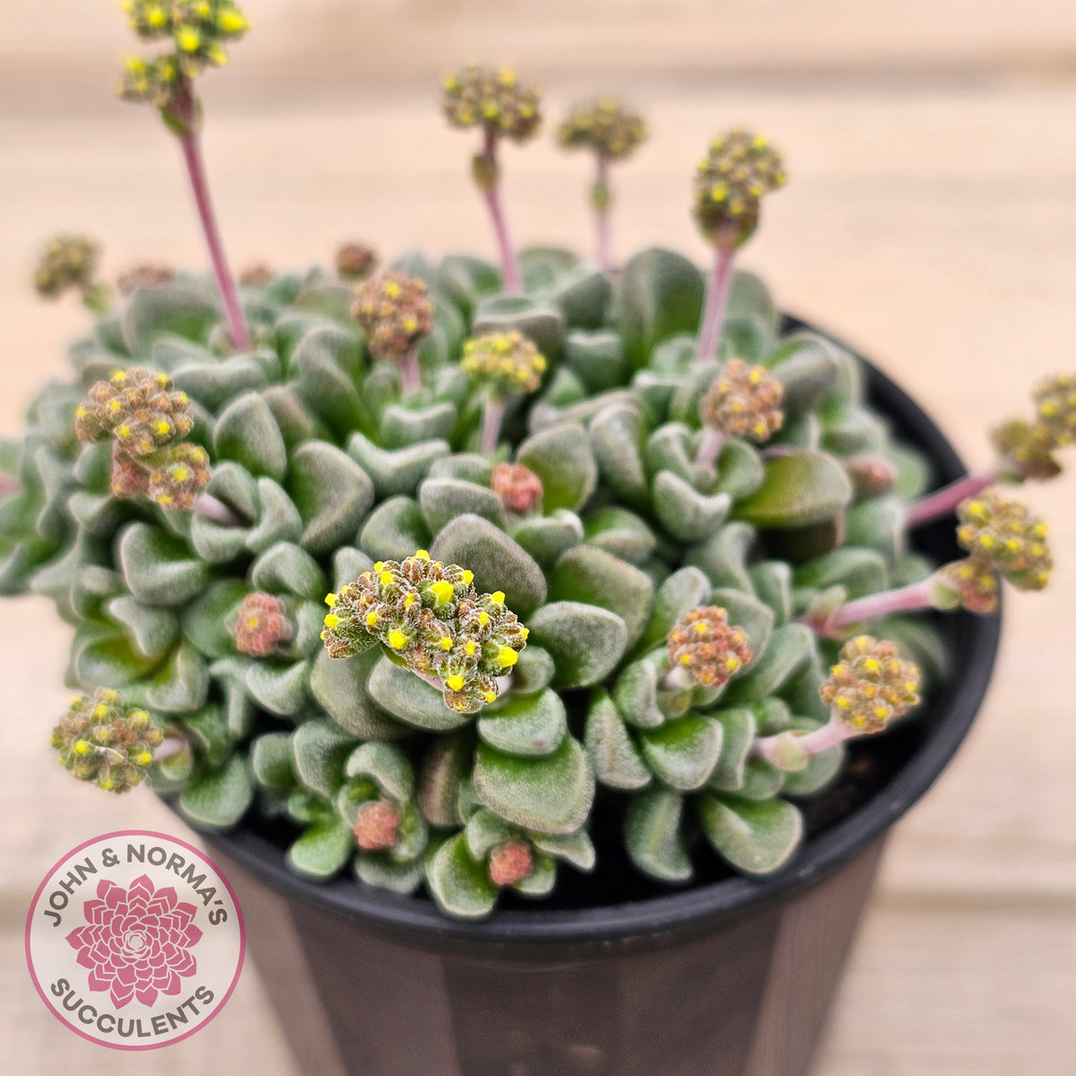 Crassula Fernwood