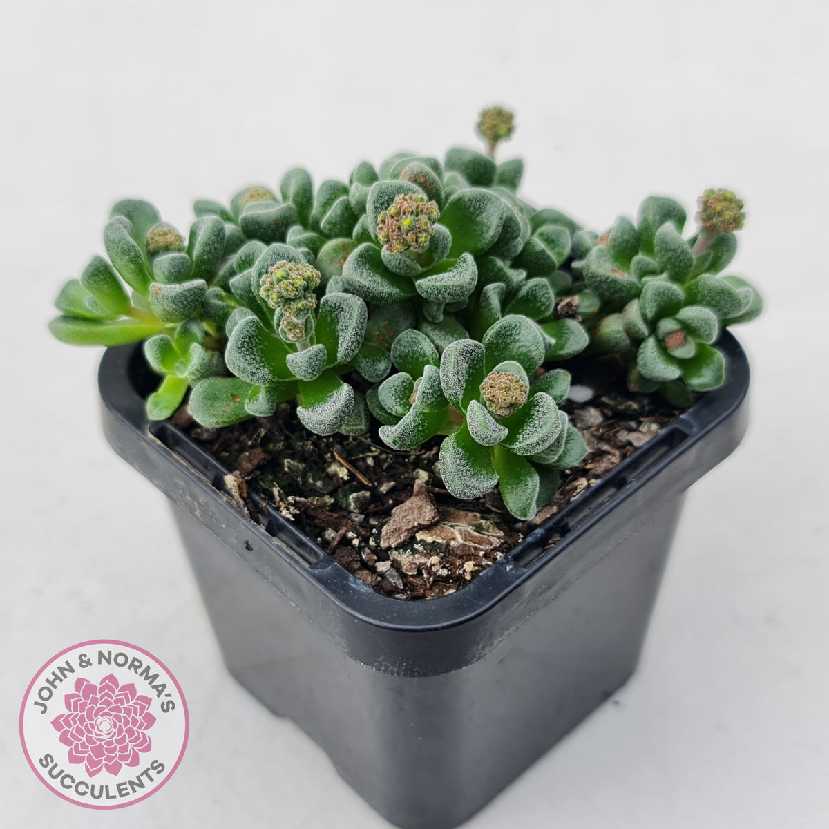 Crassula Fernwood