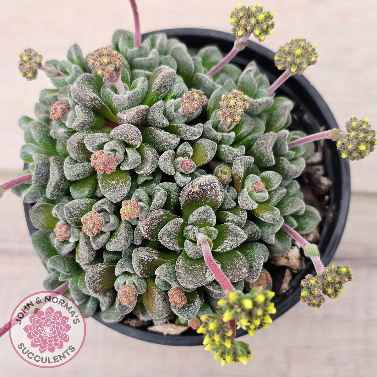 Crassula Fernwood
