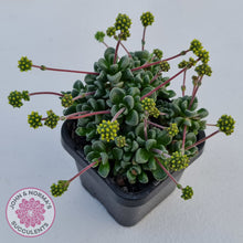 Load image into Gallery viewer, Crassula Fernwood