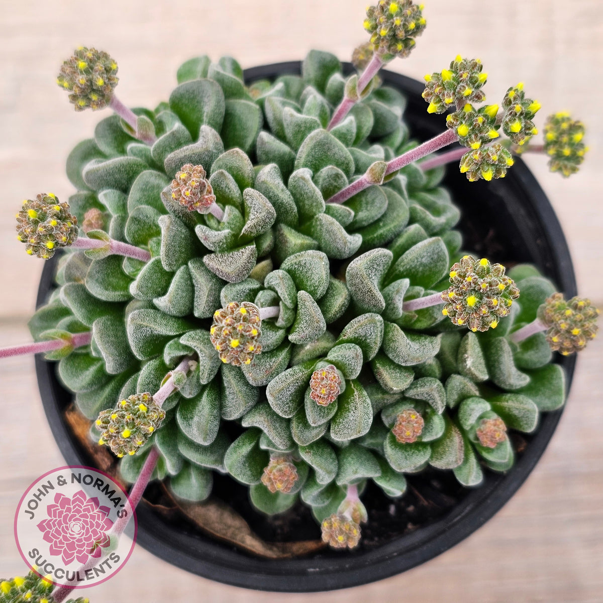 Crassula Fernwood