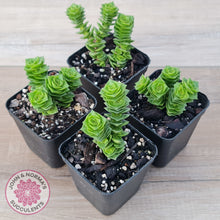 Load image into Gallery viewer, Crassula Green Pagoda