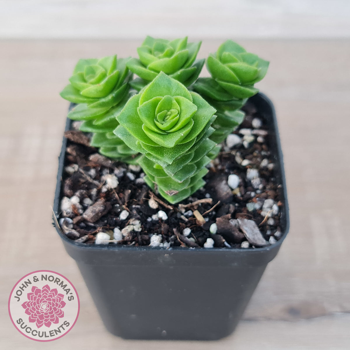 Crassula Green Pagoda