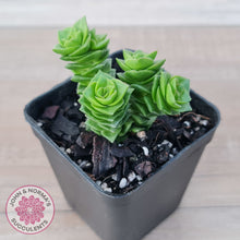 Load image into Gallery viewer, Crassula Green Pagoda
