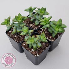 Load image into Gallery viewer, Crassula rupestris 'High Voltage' - John & Norma's Succulents Australia