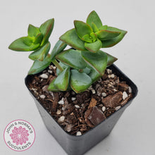 Load image into Gallery viewer, Crassula rupestris 'High Voltage' - John & Norma's Succulents Australia
