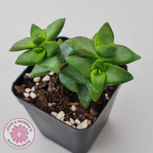 Load image into Gallery viewer, Crassula rupestris 'High Voltage' - John & Norma's Succulents Australia