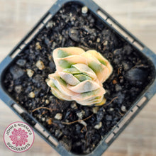 Load image into Gallery viewer, Crassula 'Ivory Pagoda' Variegata