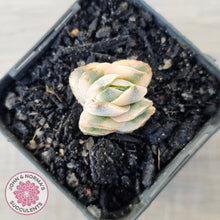 Load image into Gallery viewer, Crassula 'Ivory Pagoda' Variegata