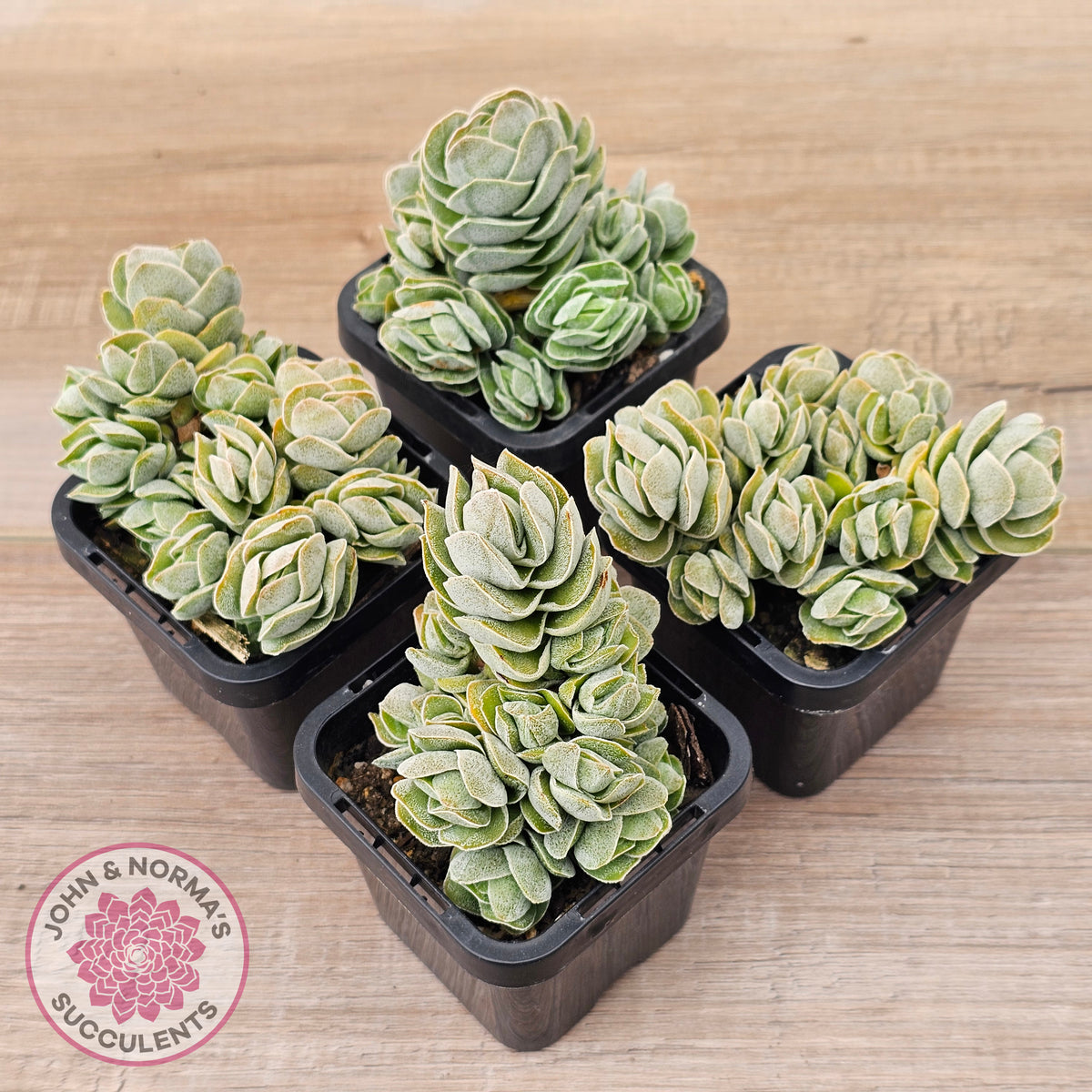 Crassula 'Ivory Pagoda' (multi)