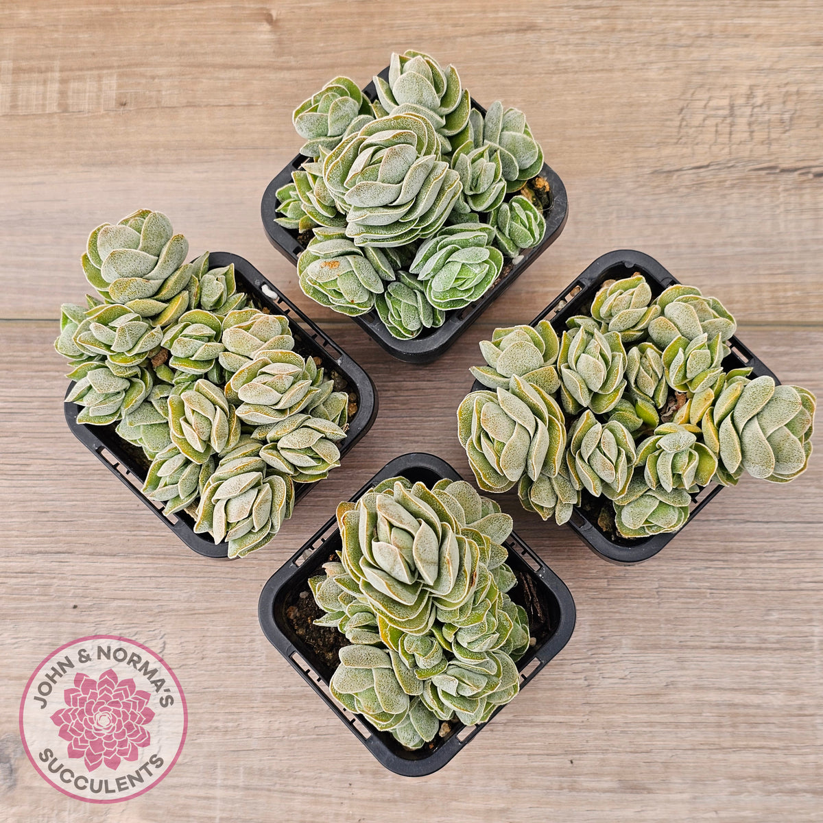 Crassula 'Ivory Pagoda' (multi)