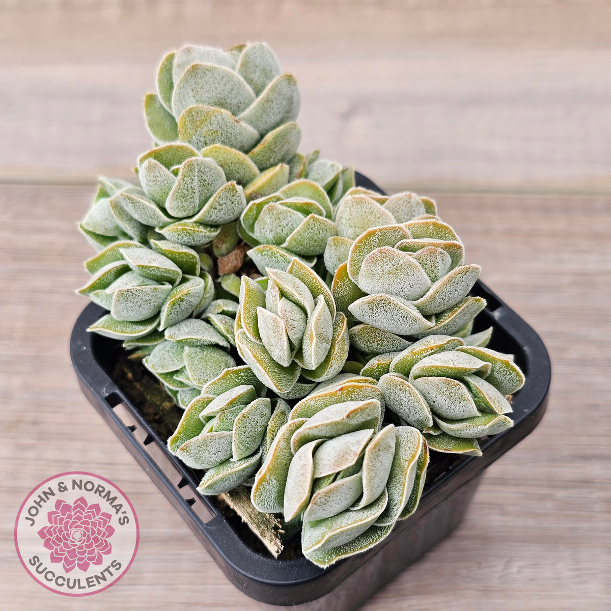 Crassula 'Ivory Pagoda' (multi)