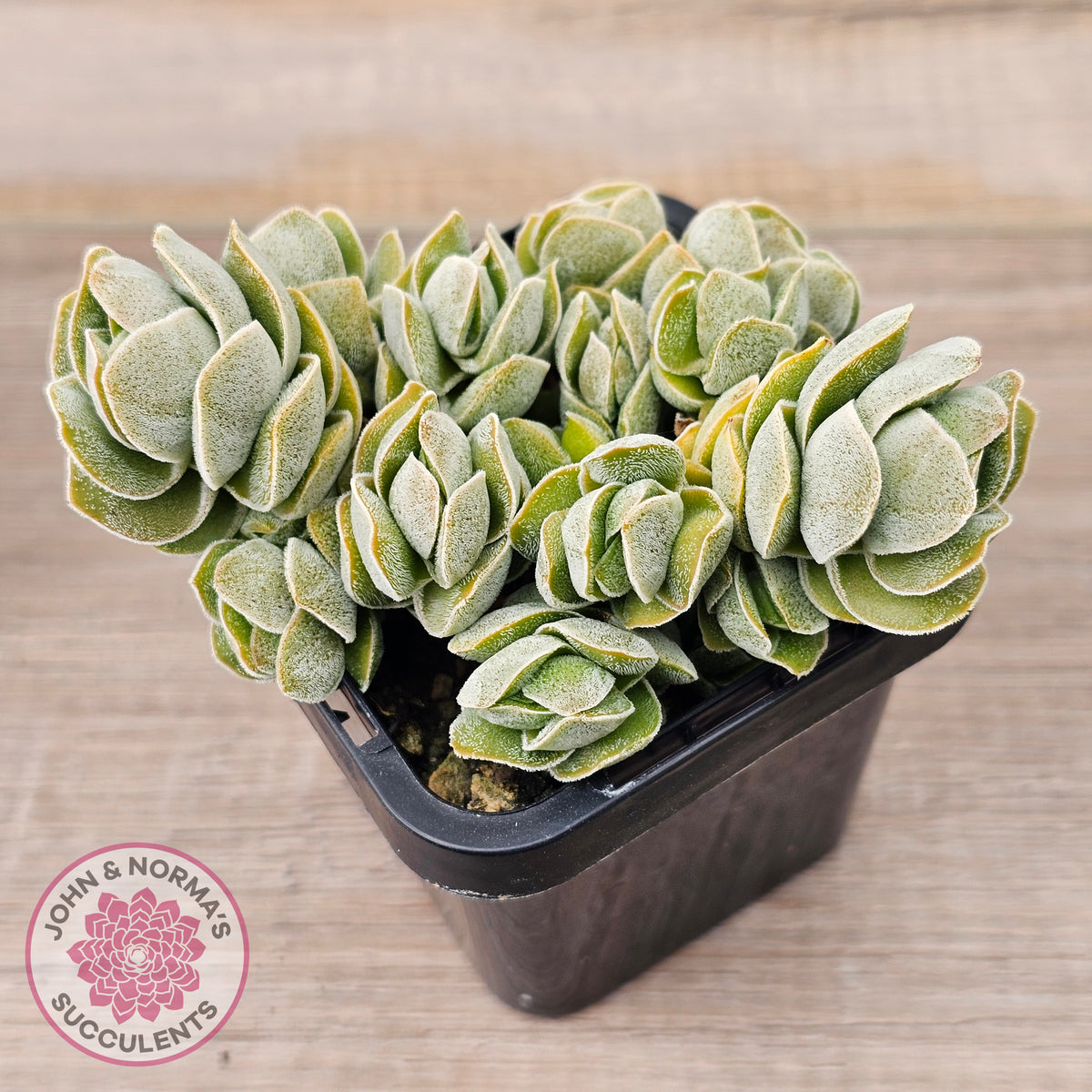 Crassula 'Ivory Pagoda' (multi)