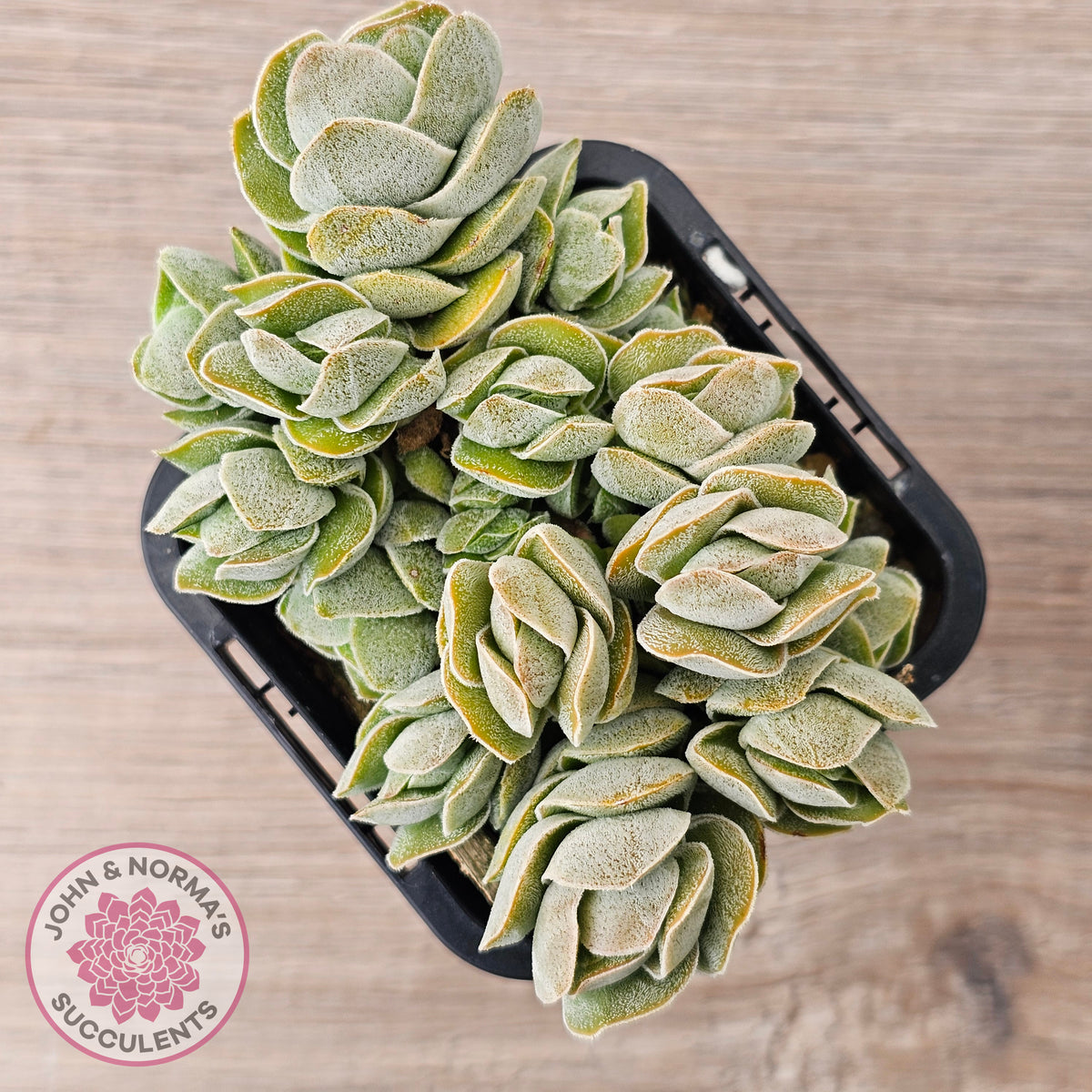 Crassula 'Ivory Pagoda' (multi)