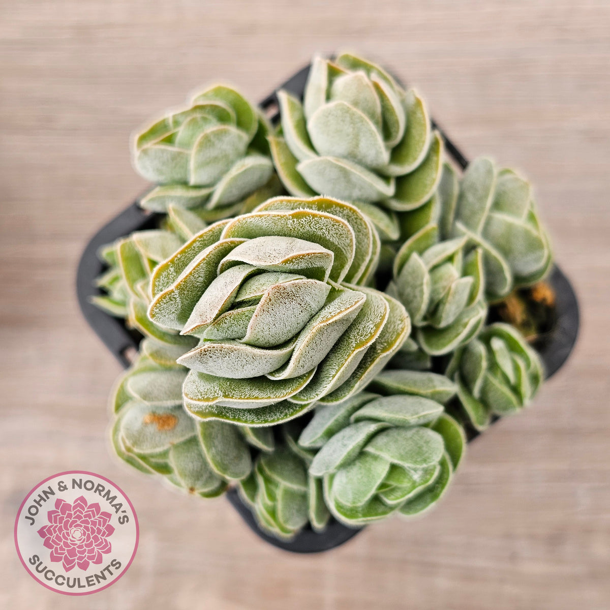 Crassula 'Ivory Pagoda' (multi)