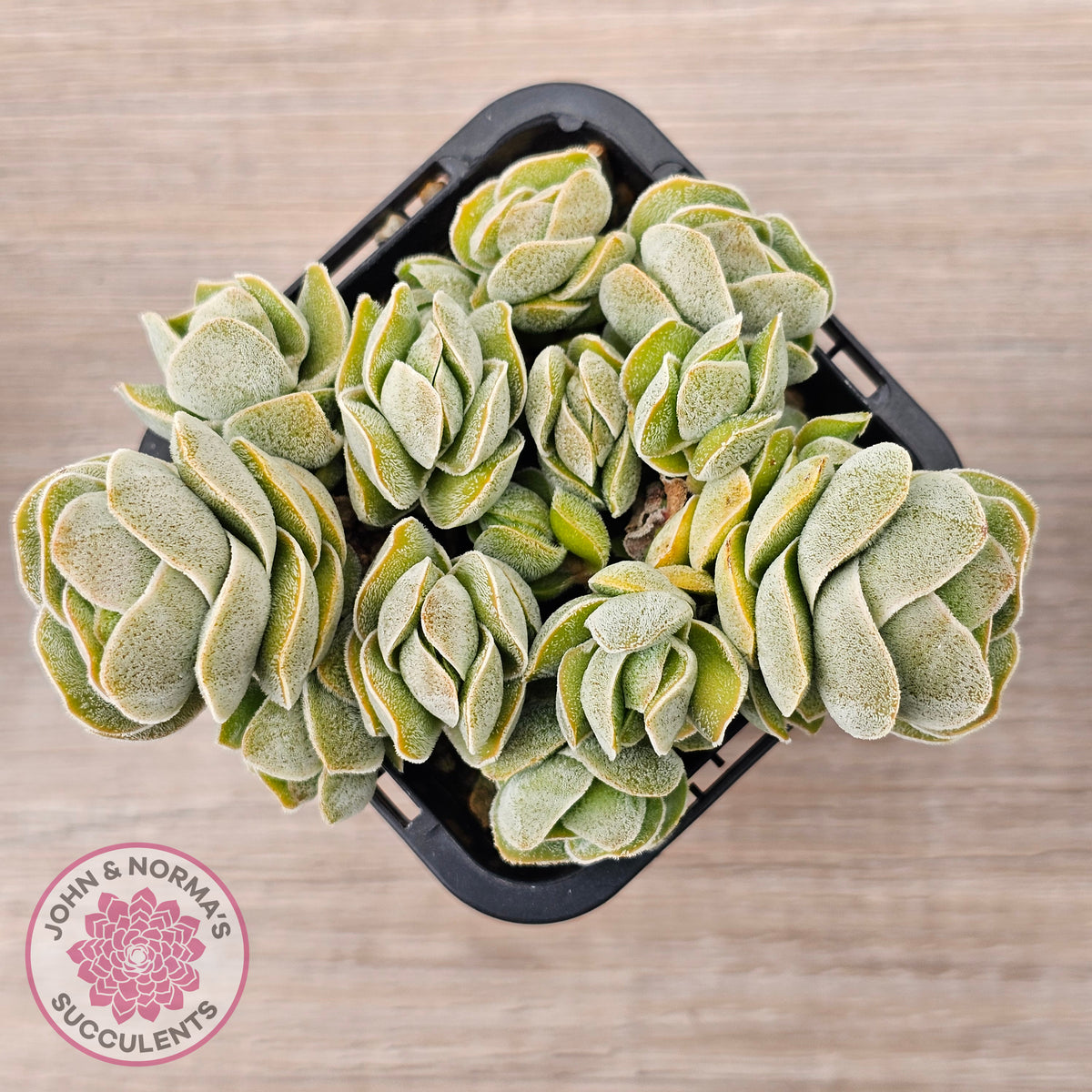 Crassula 'Ivory Pagoda' (multi)