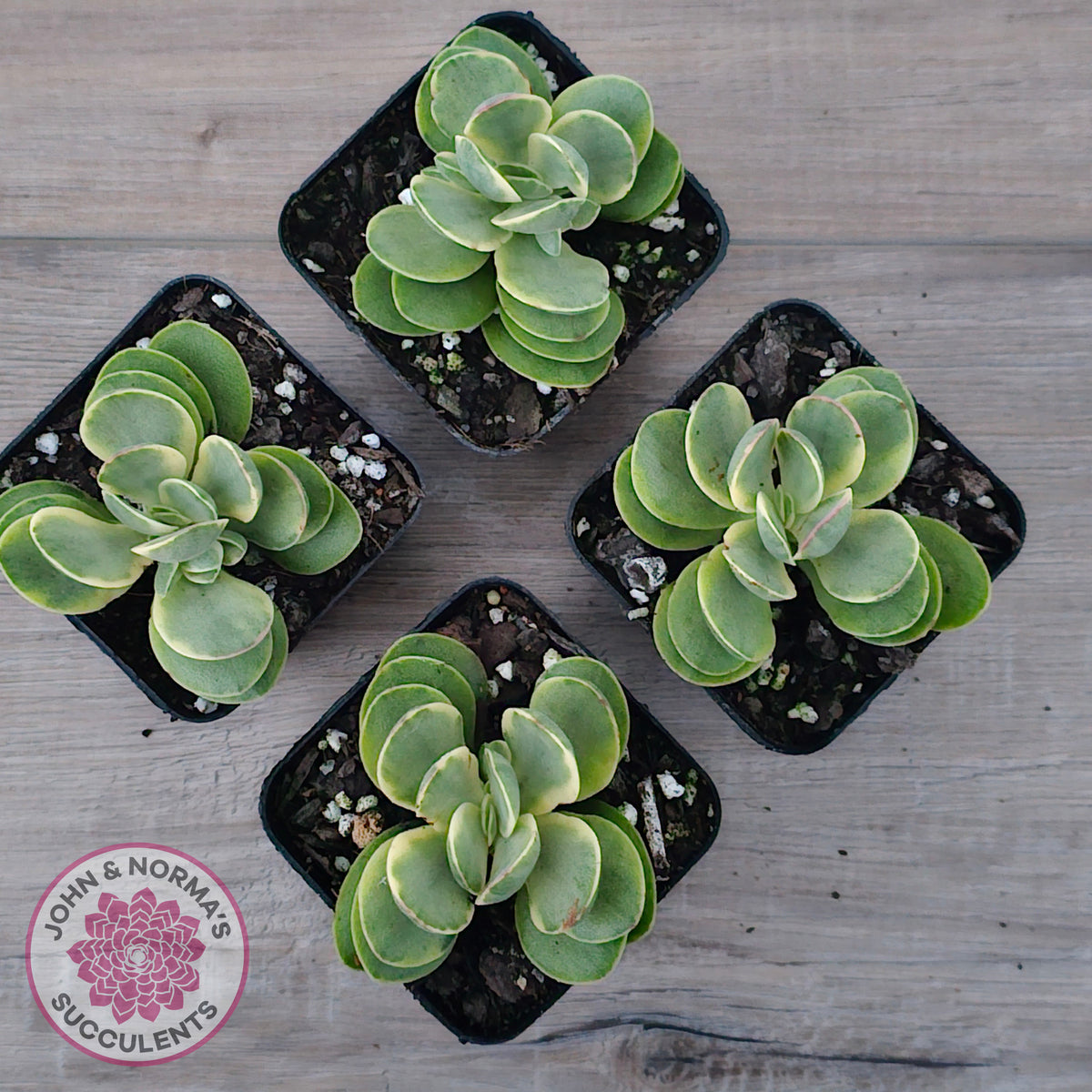 Crassula Swaziensis Variegata 'Money Maker'