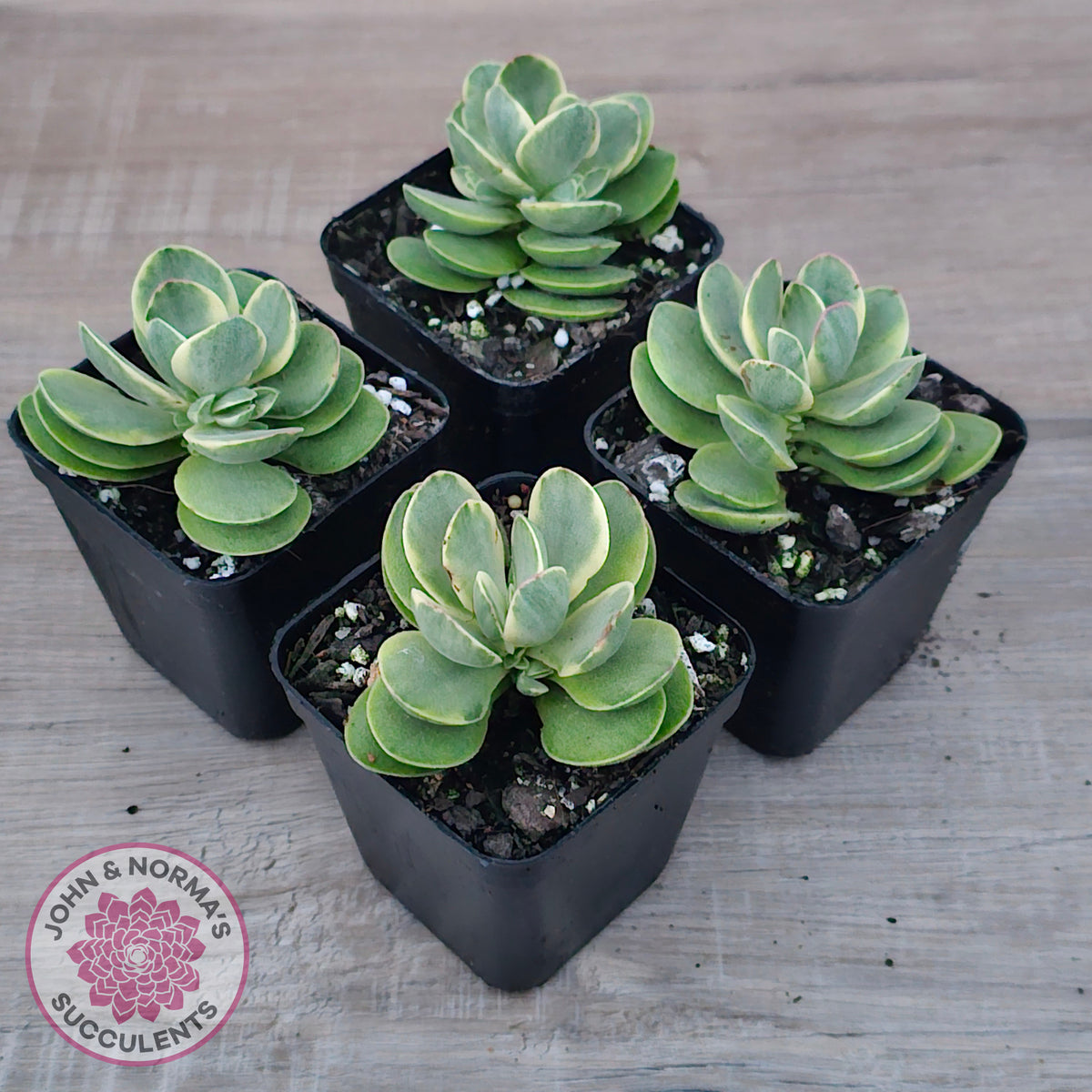 Crassula Swaziensis Variegata 'Money Maker'