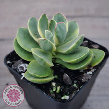 Load image into Gallery viewer, Crassula Swaziensis Variegata 'Money Maker'