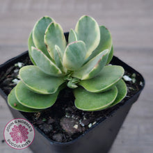 Load image into Gallery viewer, Crassula Swaziensis Variegata 'Money Maker'