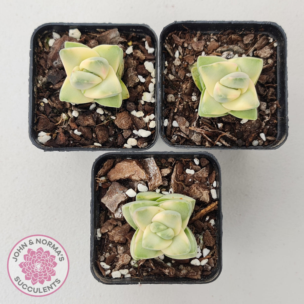 Crassula 'Moonglow' variegated