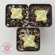 Load image into Gallery viewer, Crassula 'Moonglow' variegated - John & Norma's Succulents Australia
