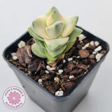 Load image into Gallery viewer, Crassula 'Moonglow' variegated - John & Norma's Succulents Australia