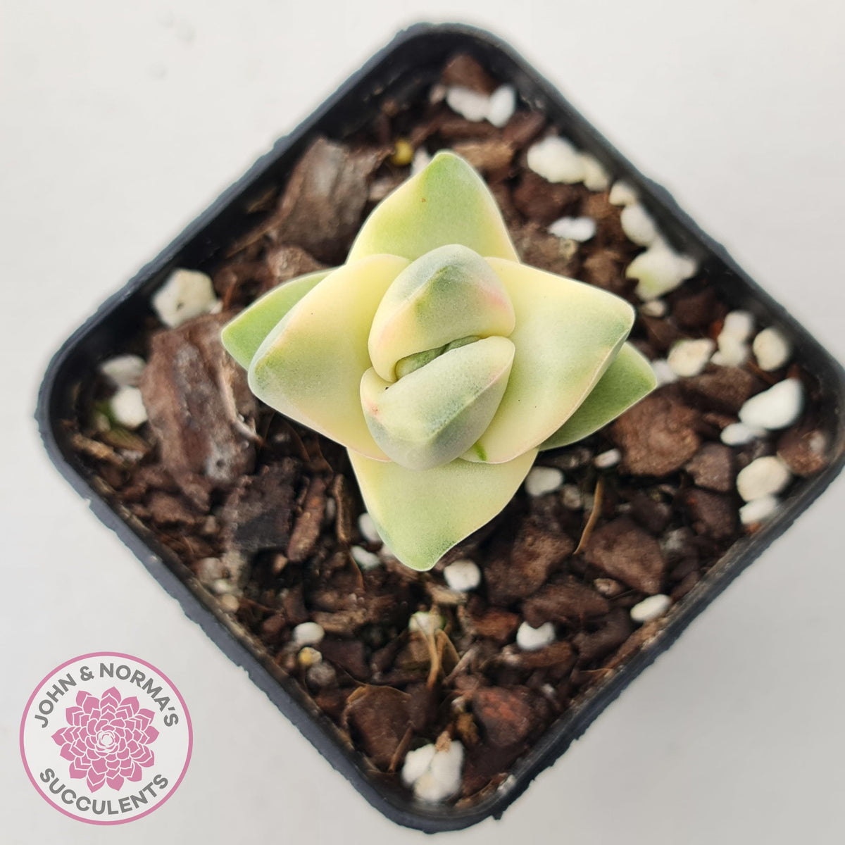 Crassula 'Moonglow' variegated