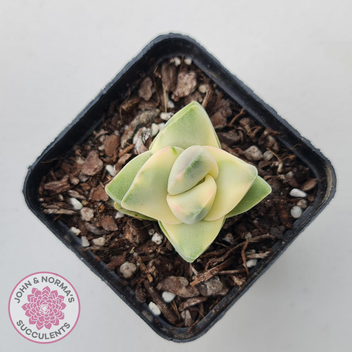 Crassula 'Moonglow' variegated