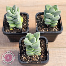 Load image into Gallery viewer, Crassula Moonglow