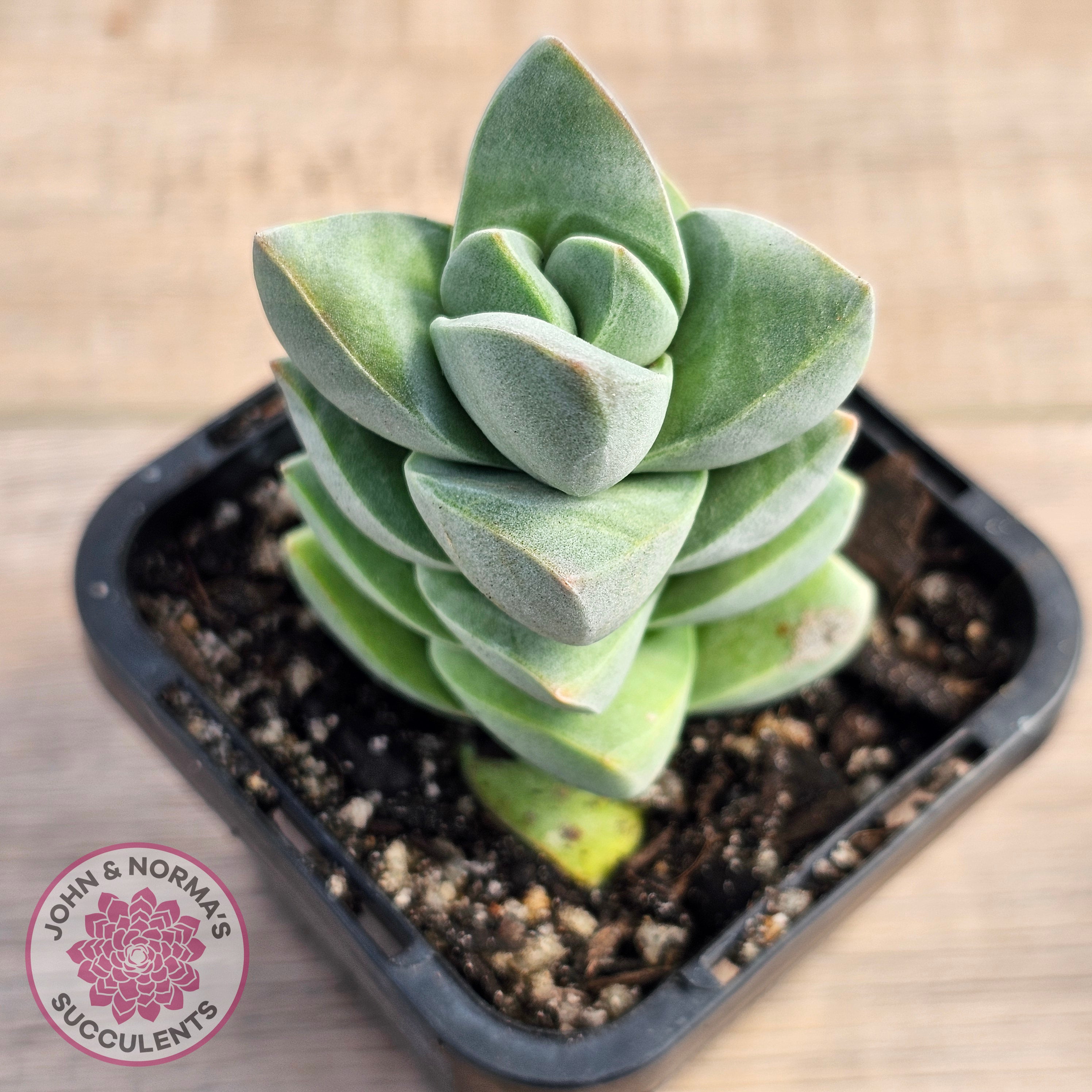 crassula moonglow succulent Buy Crassula Moonglow Australia