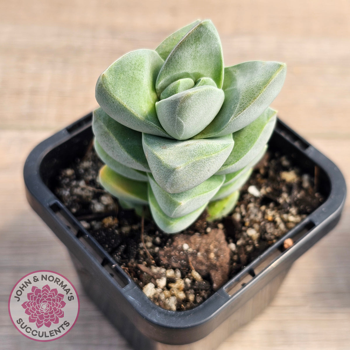 Crassula Moonglow