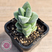 Load image into Gallery viewer, Crassula Moonglow