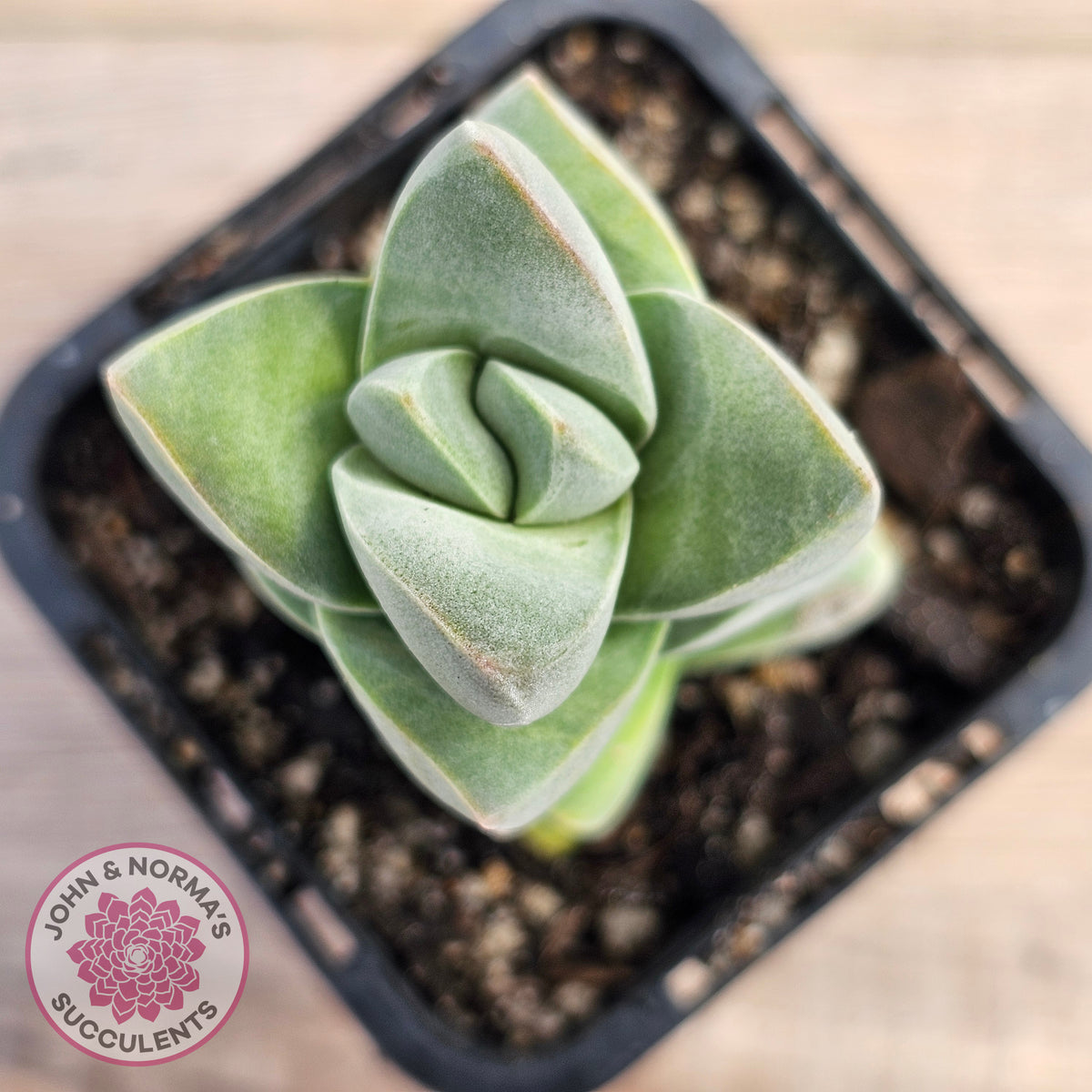 Crassula Moonglow