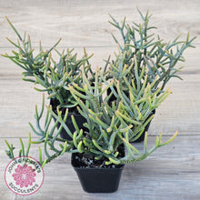Load image into Gallery viewer, Crassula Muscosa (Lg)