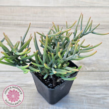 Load image into Gallery viewer, Crassula Muscosa (Lg)