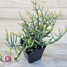 Load image into Gallery viewer, Crassula Muscosa (Lg)