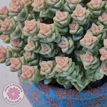 Load image into Gallery viewer, Close up of Crassula Pastel Tom Thumb variegata heads showing green and white variegation with beautiful pink blush on top leaves