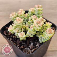 Load image into Gallery viewer, Crassula Pastel - Tom Thumb variegata (multi)