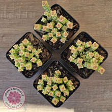 Load image into Gallery viewer, Crassula Pastel - Tom Thumb variegata (multi)