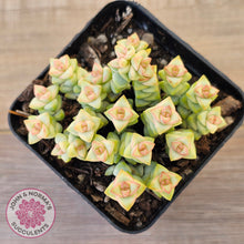 Load image into Gallery viewer, Crassula Pastel - Tom Thumb variegata (multi)